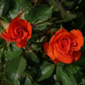 Roşu viu - trandafir pentru straturi Grandiflora - Floribunda